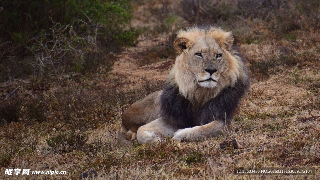 草原雄狮休憩