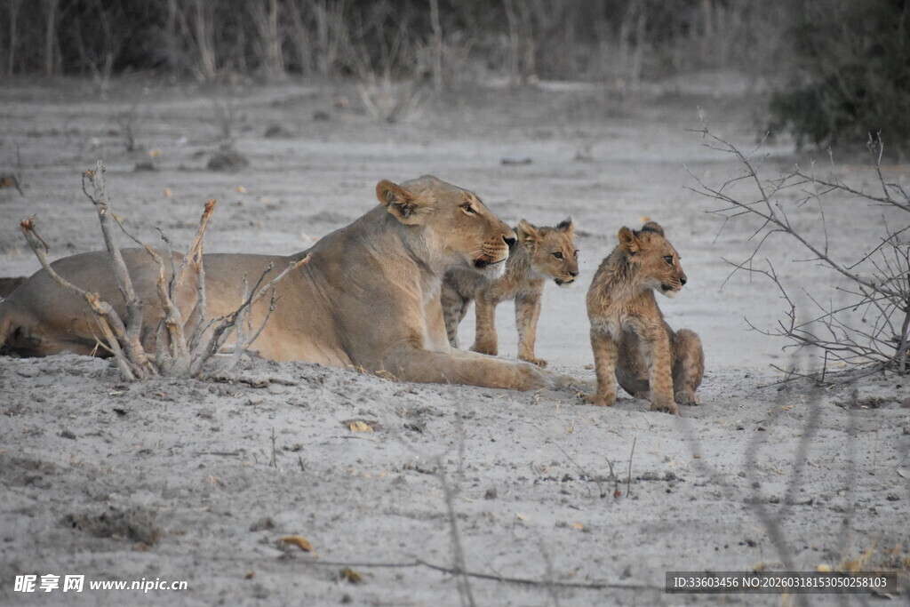 草原上的母狮与幼狮