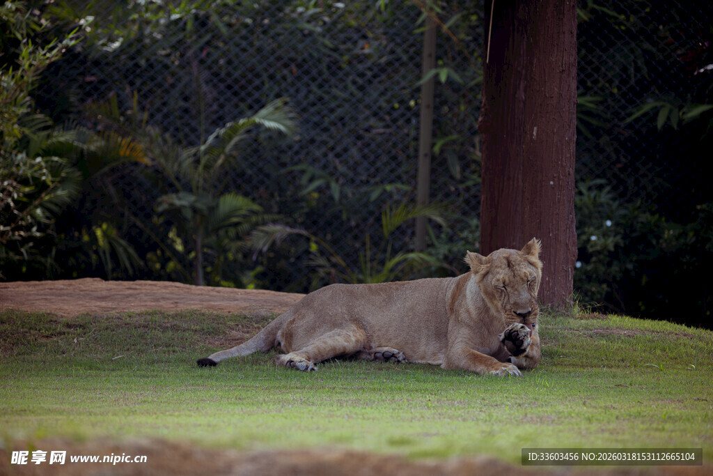草地上休憩的威严母狮