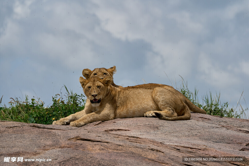 岩石上休憩的狮子