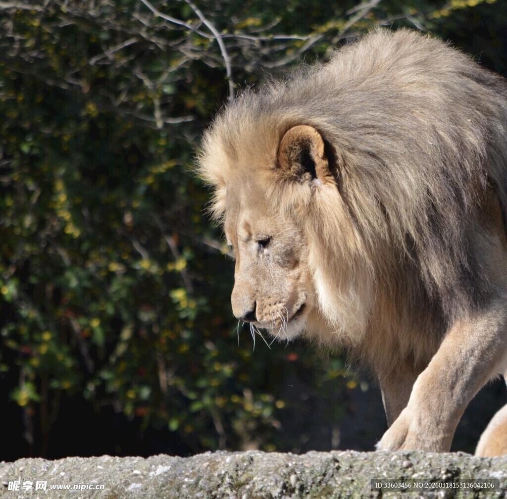 雄狮漫步