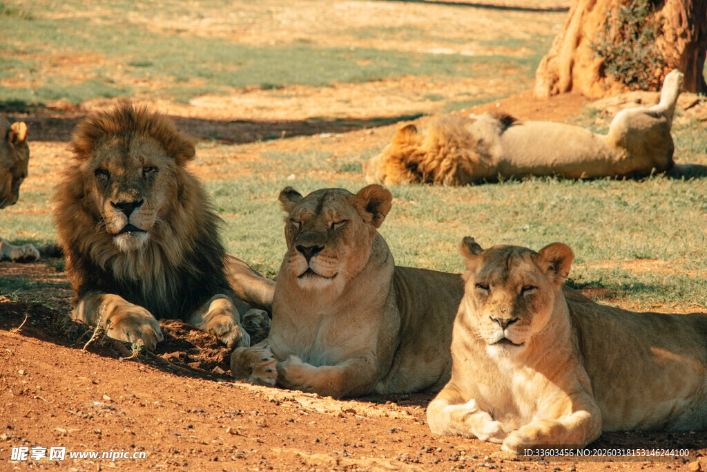 草原上休憩的狮群
