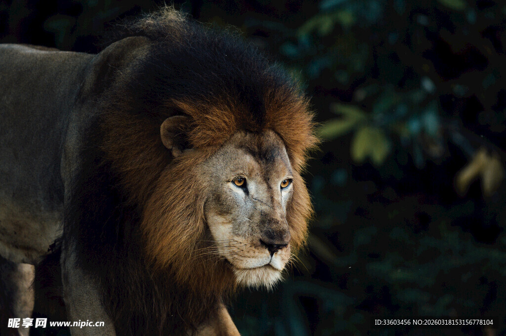雄狮威严站立于丛林间