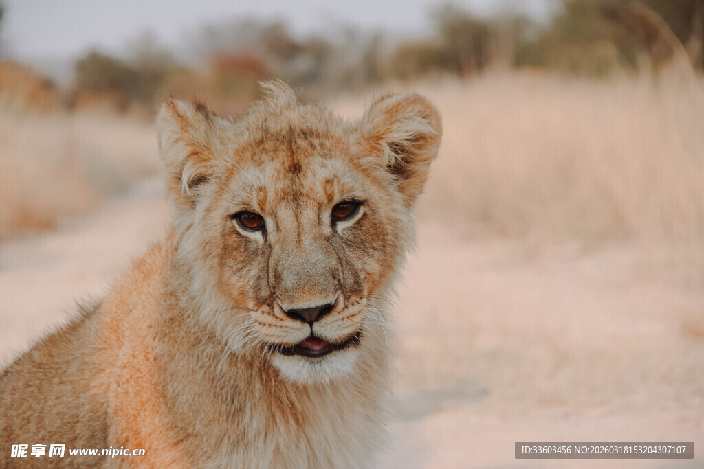 草原上的幼年狮子