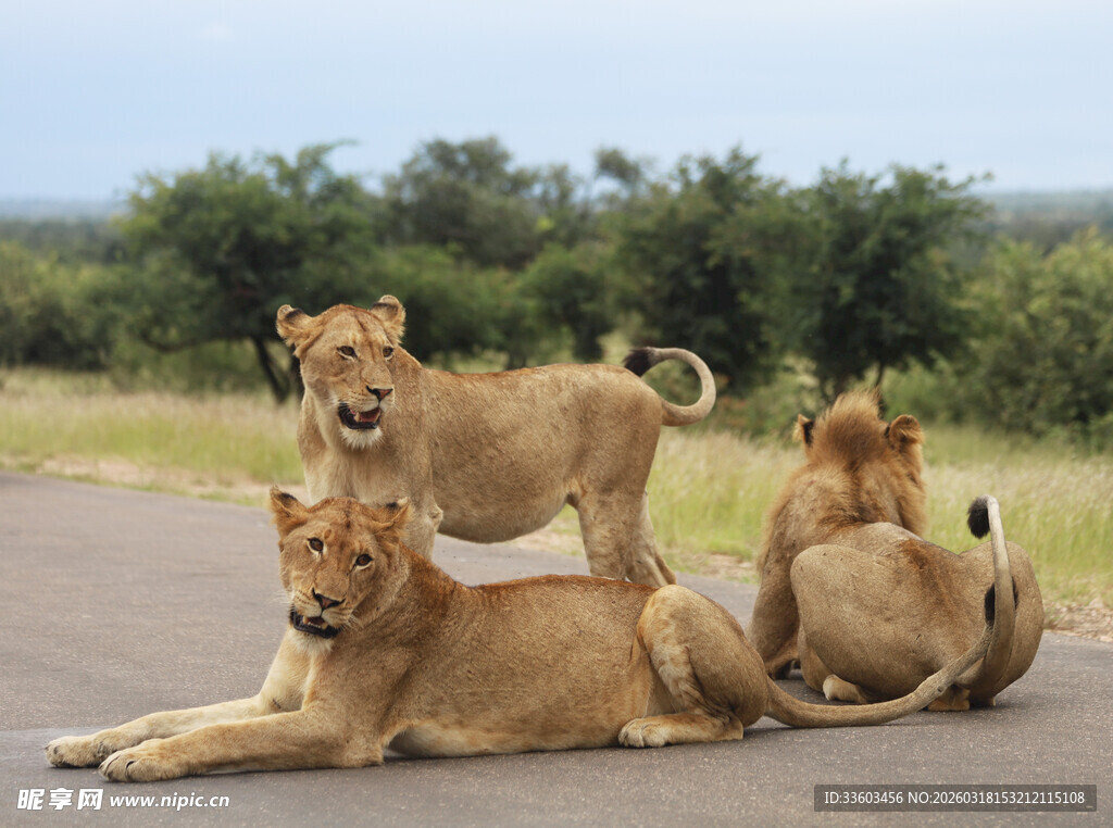 公路上休憩的狮群