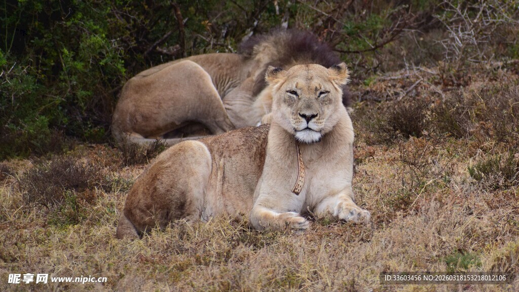 草原上休憩的两头狮子