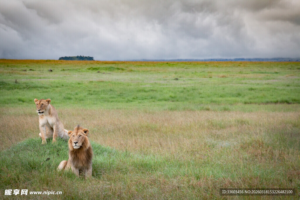草原上奔跑的几匹骏马