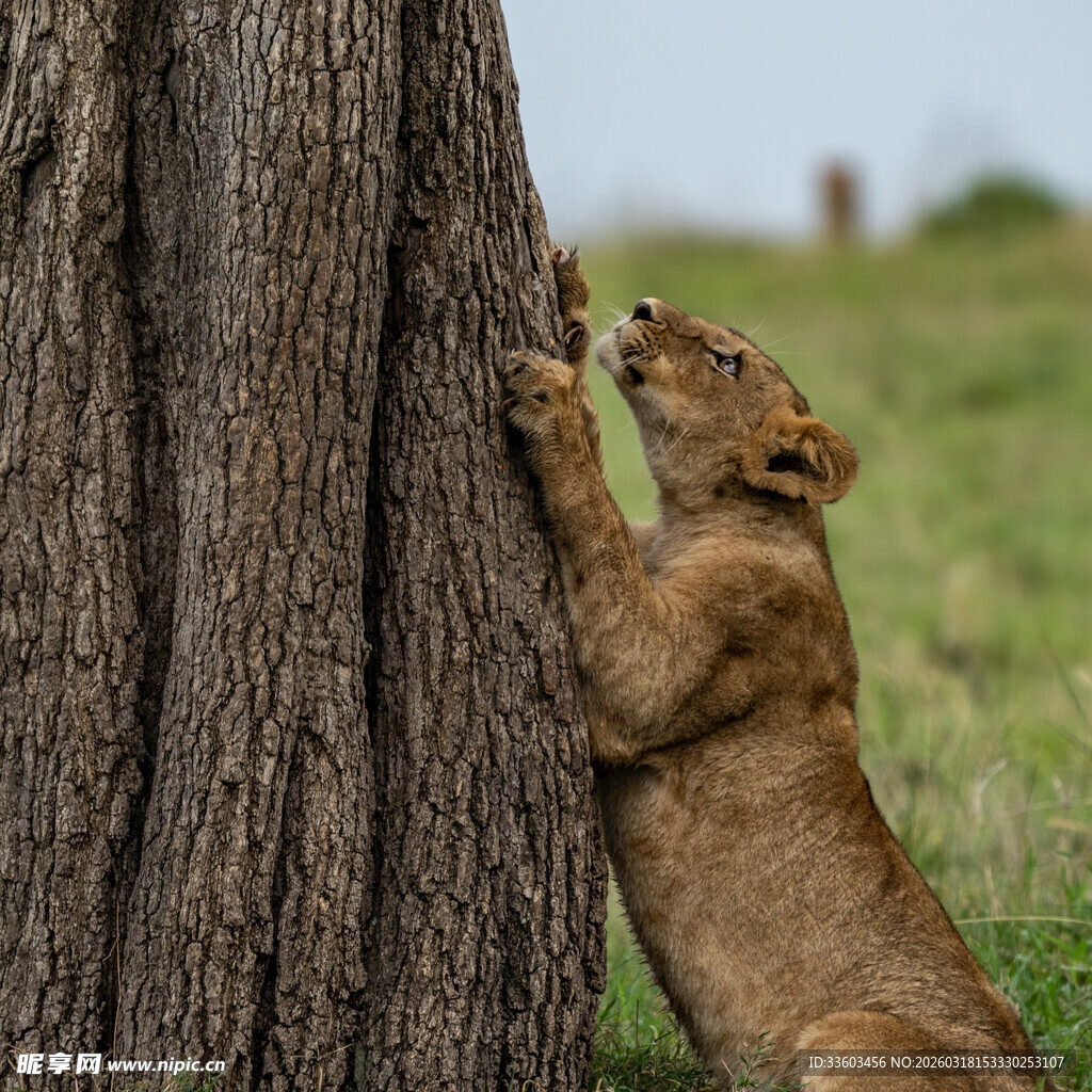小狮子攀树玩耍瞬间