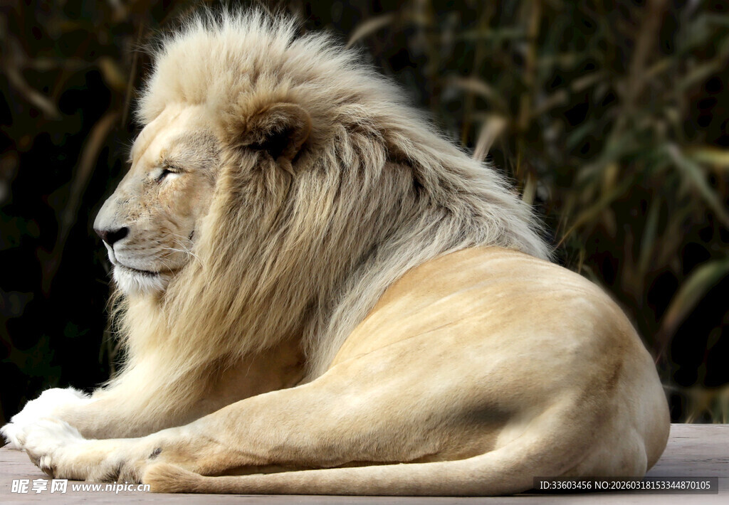 卧姿雄狮展现王者风范