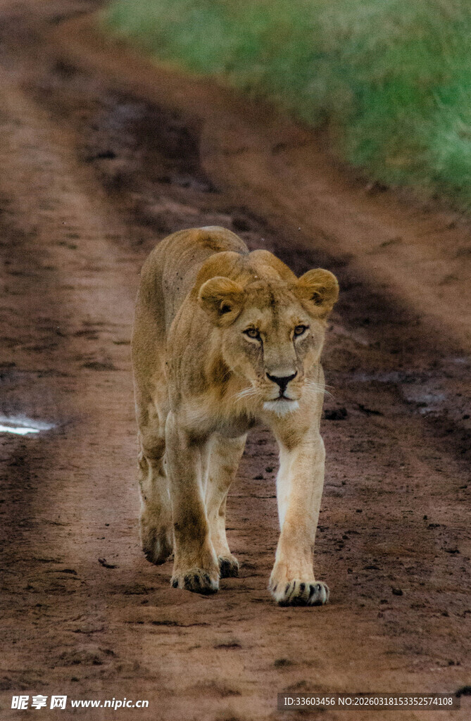 小狮子在土路上行走