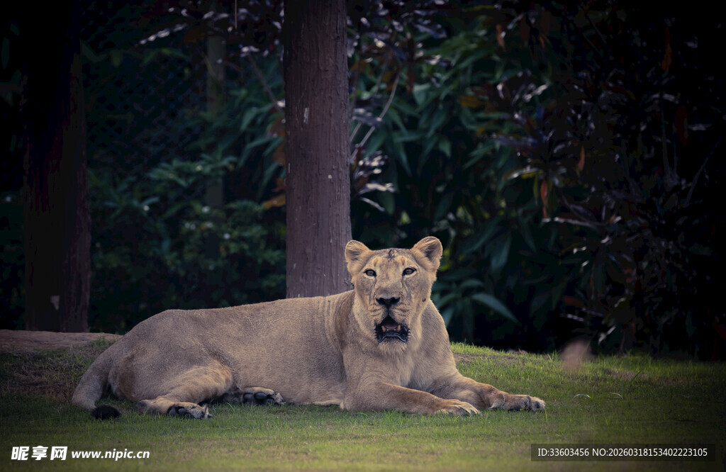 草地上休憩的威严母狮