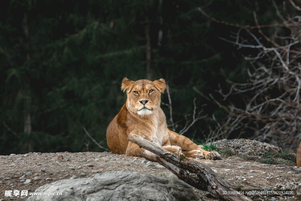 岩石上休憩的威严狮子