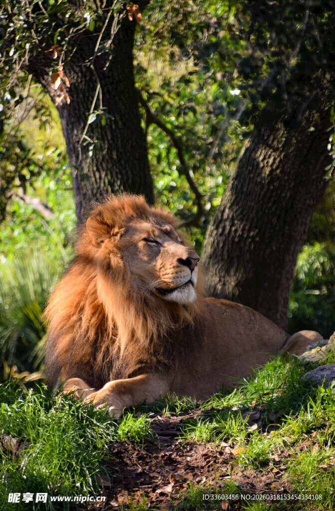 雄狮休憩于葱郁林间