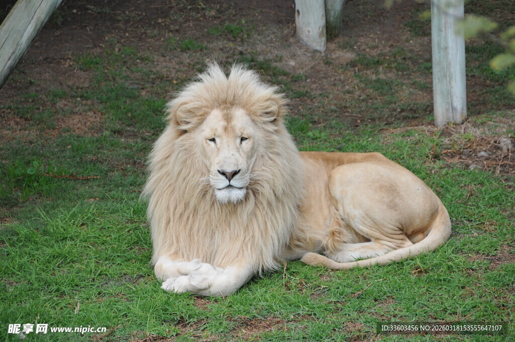 草原雄狮休憩图
