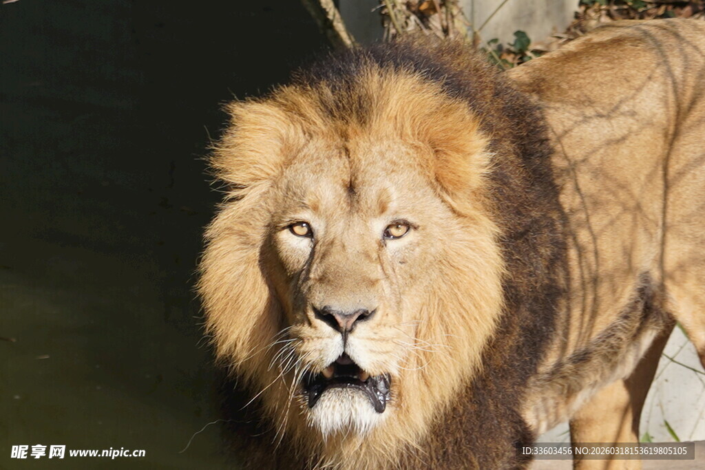 雄狮特写