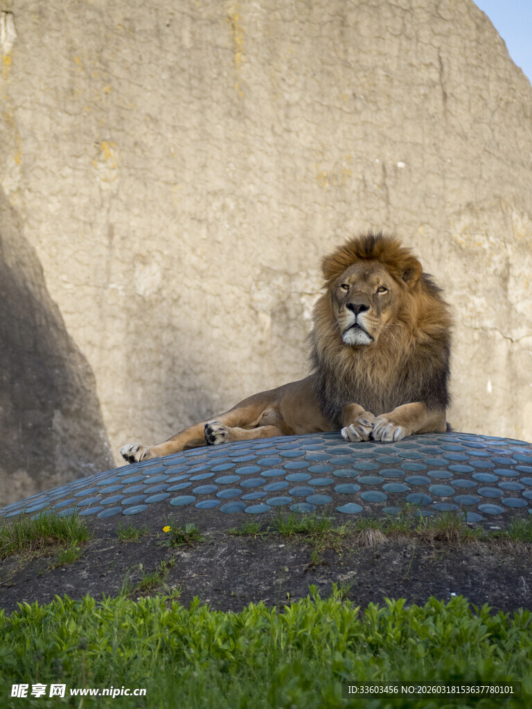 雄狮休憩于石上