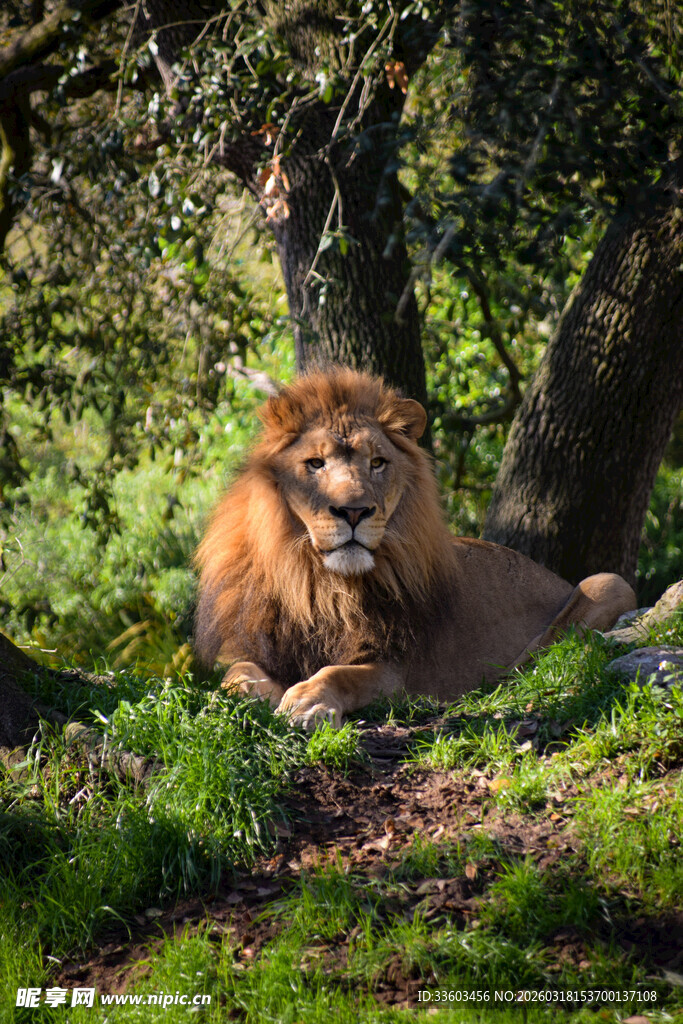 森林中休憩的雄狮