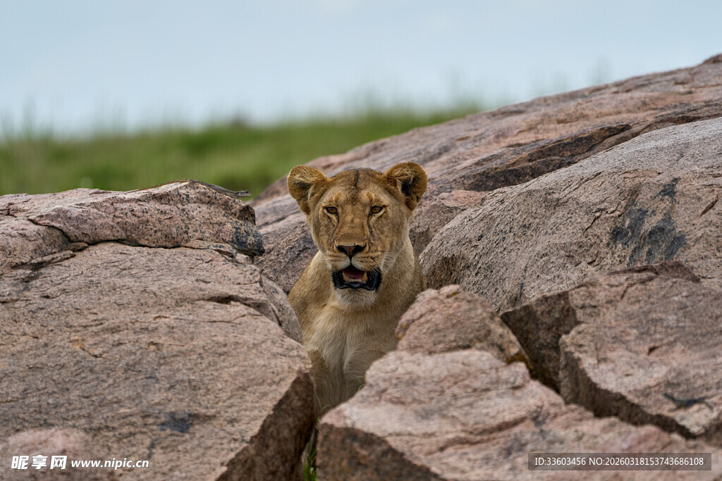 岩石间探出头的小狗