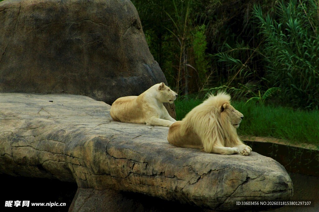 岩石上休憩的两只狮子