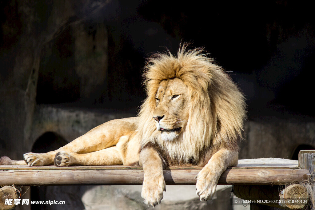 雄狮休憩于木台
