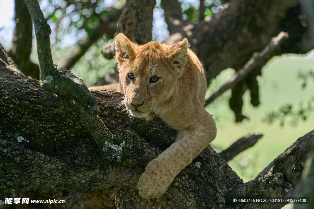 小狮子趴在树枝上张望