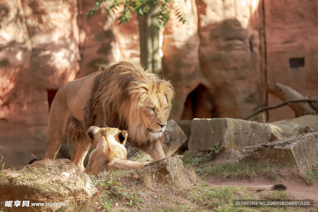 雄狮于栖息地低头嗅闻