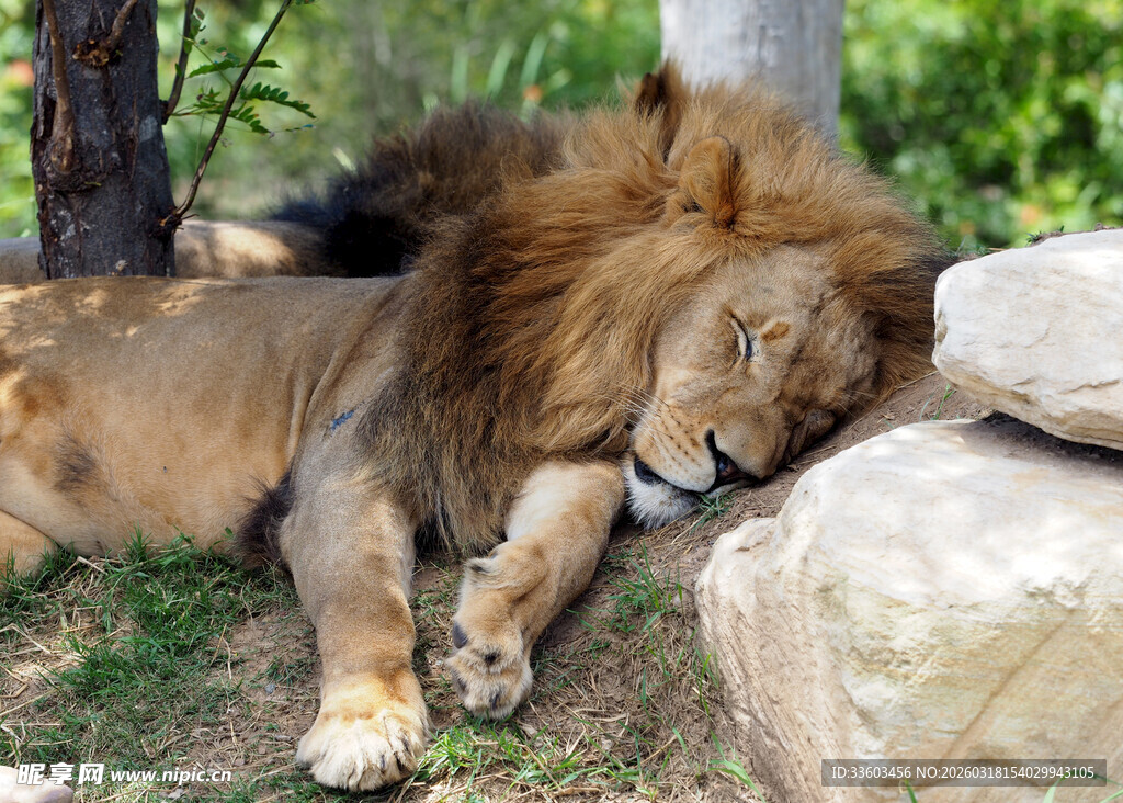 雄狮休憩于石旁