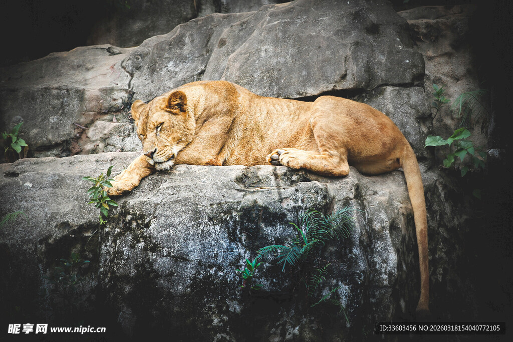 岩石上休憩的雄狮
