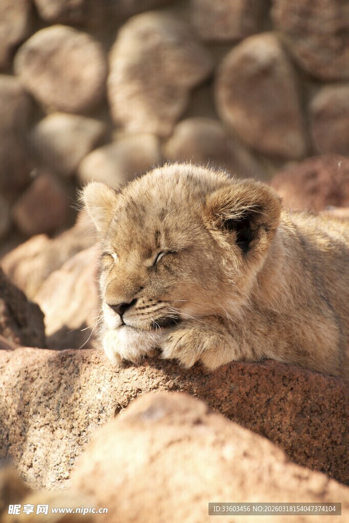 小狮子慵懒趴卧在岩石上