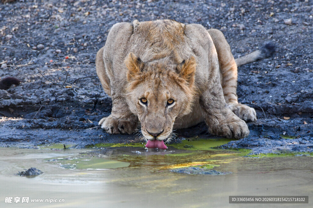 狮子俯身饮水瞬间