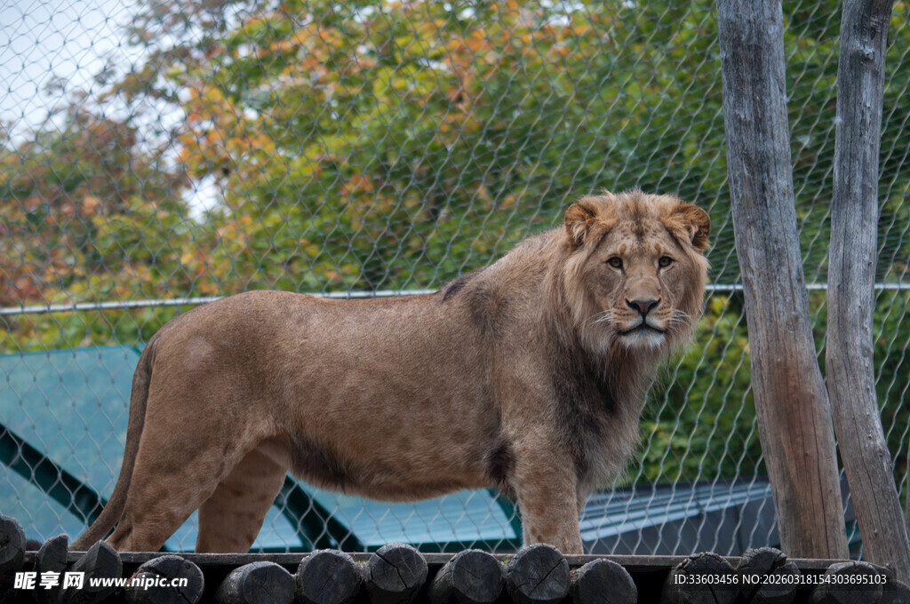 围栏内的雄狮