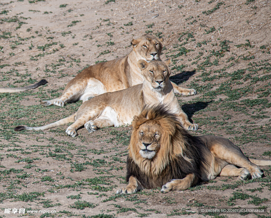 草原上休憩的几只狮子