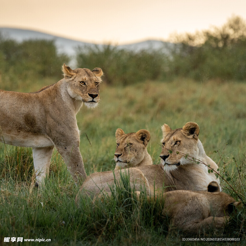 草原上休憩的几只母狮