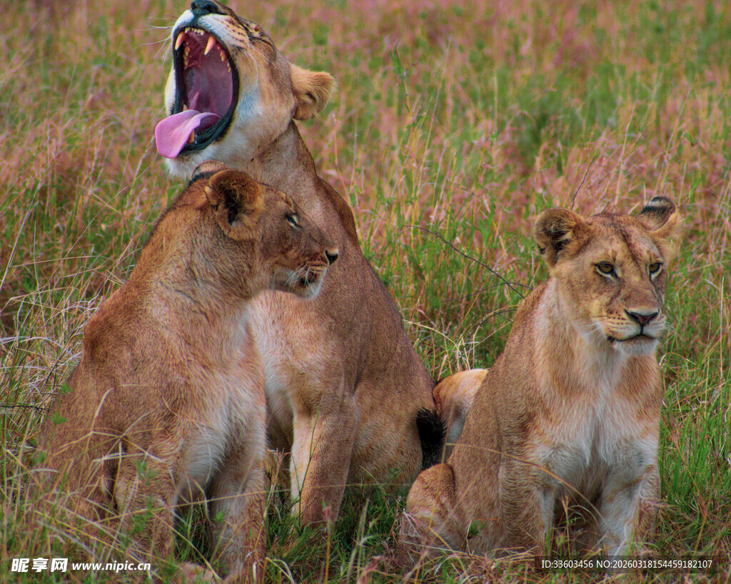 草原上的母狮与幼狮