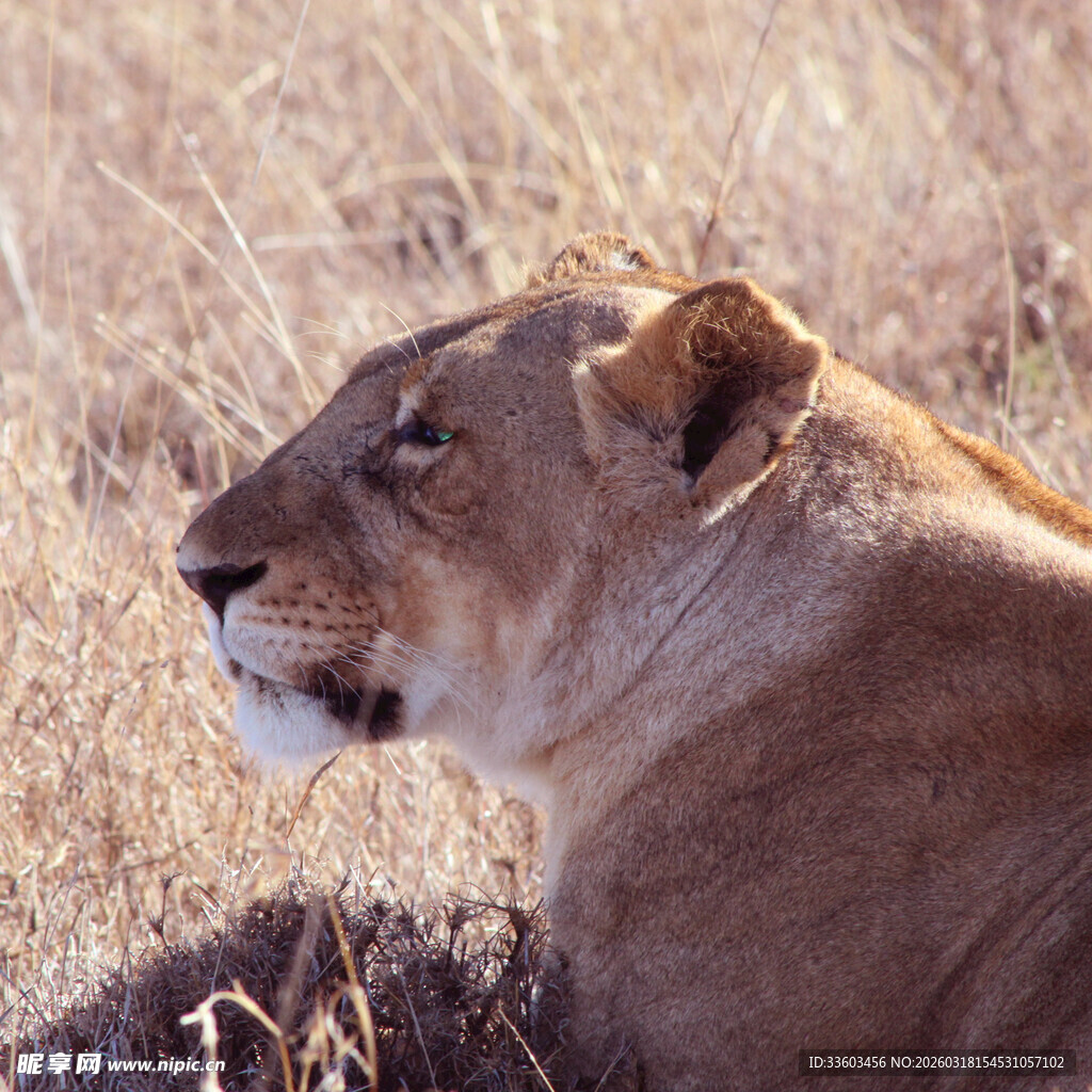草原上休憩的母狮