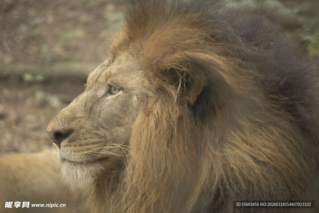 雄狮侧颜特写