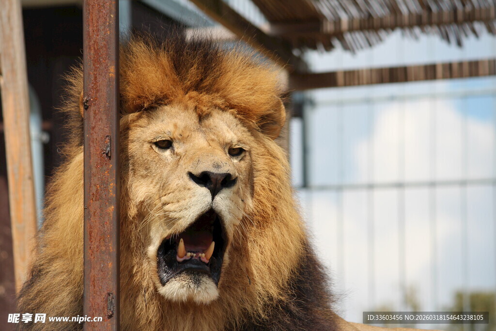 张嘴咆哮的雄狮