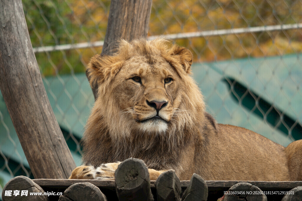 雄狮静卧动物园围栏边