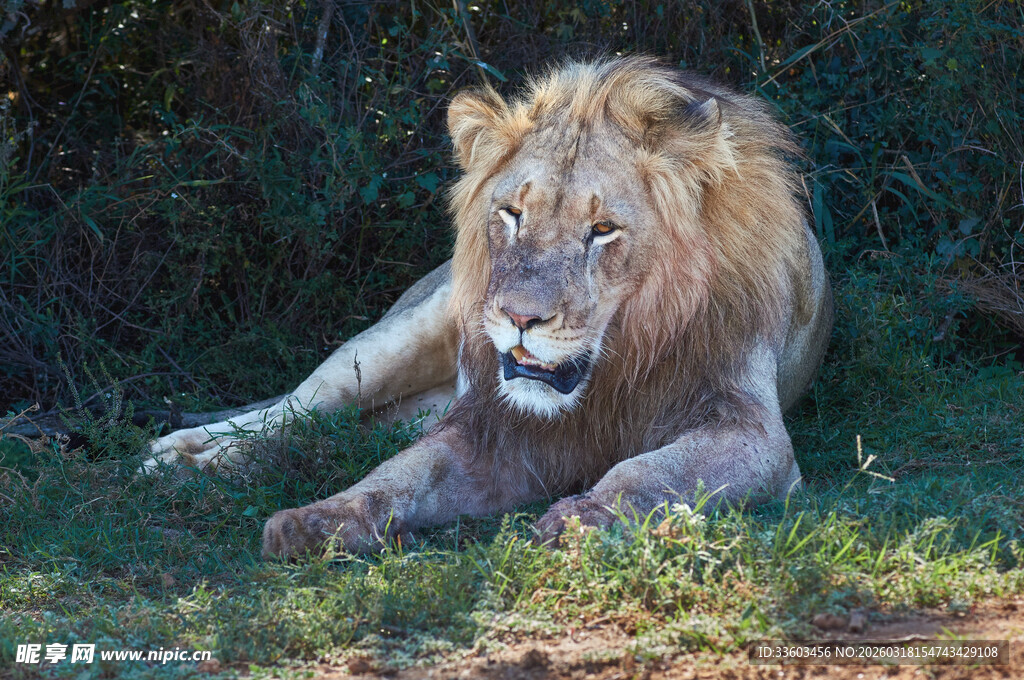 草原雄狮休憩图