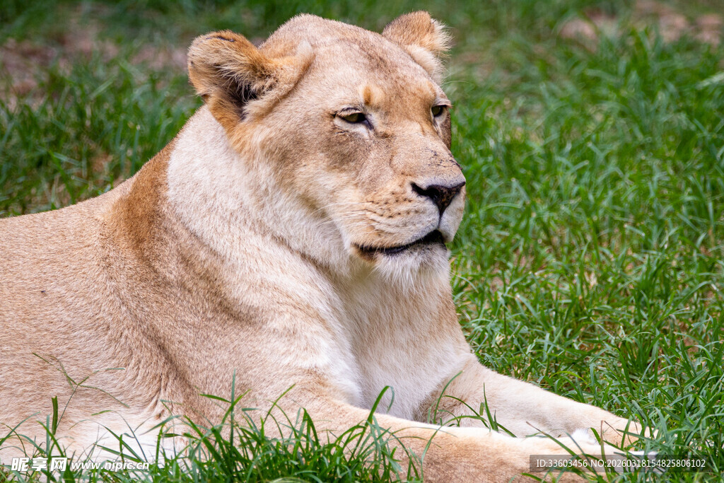 草地上休憩的浅色母狮