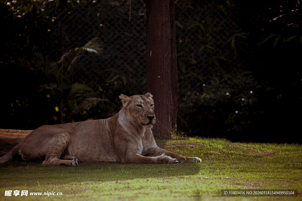 草地上休憩的母狮
