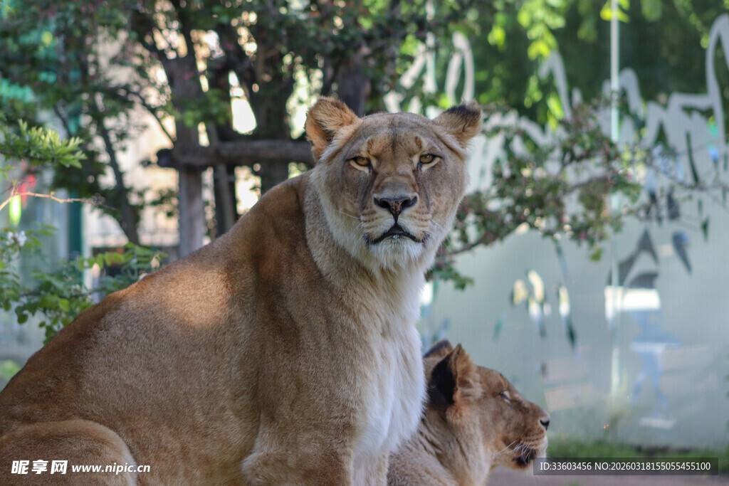 母狮与幼狮的温馨瞬间