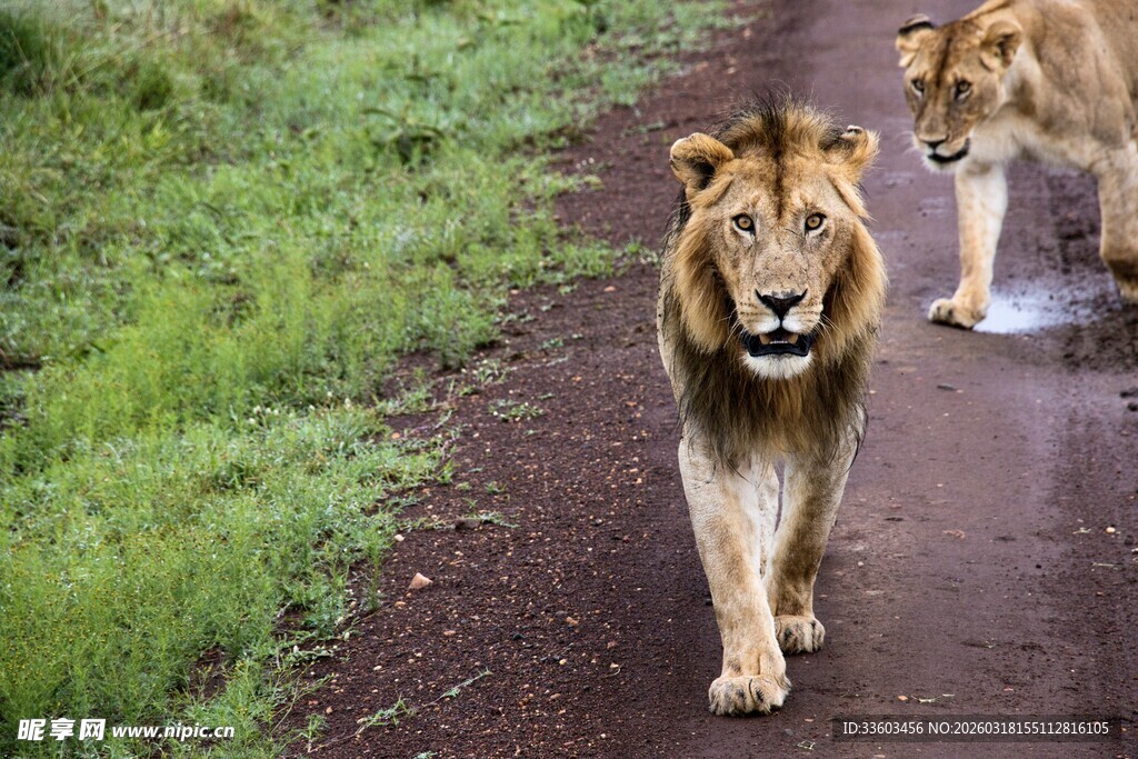 双狮漫步于绿意小径