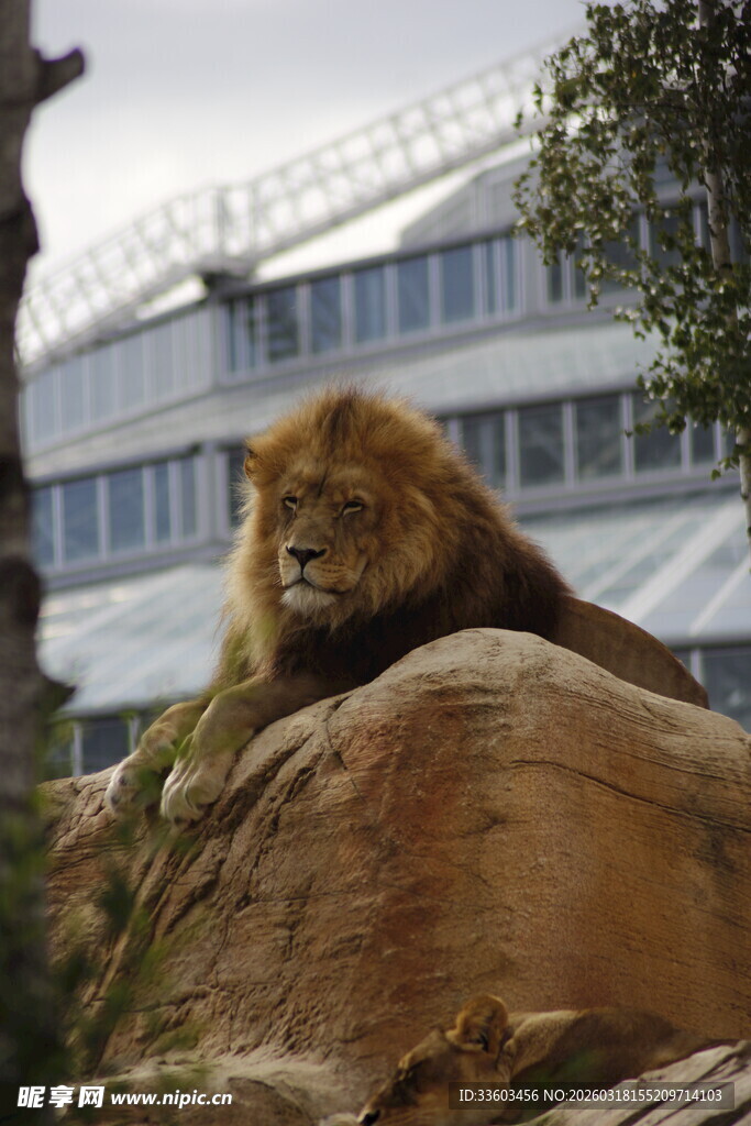 岩石上休憩的雄狮