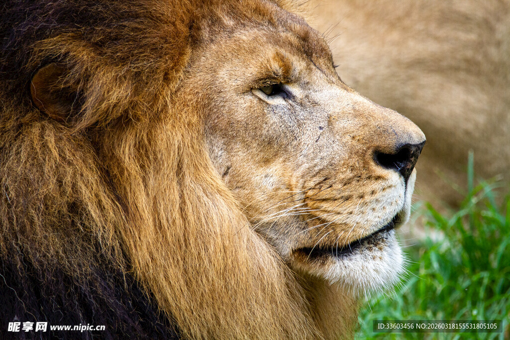 雄狮侧面特写