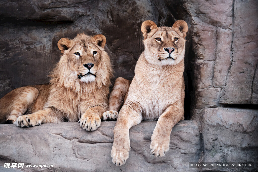 岩石上的两只雄狮
