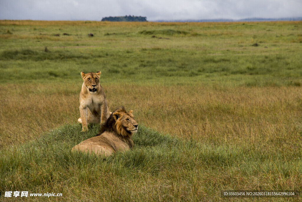 草原上的狮子母子