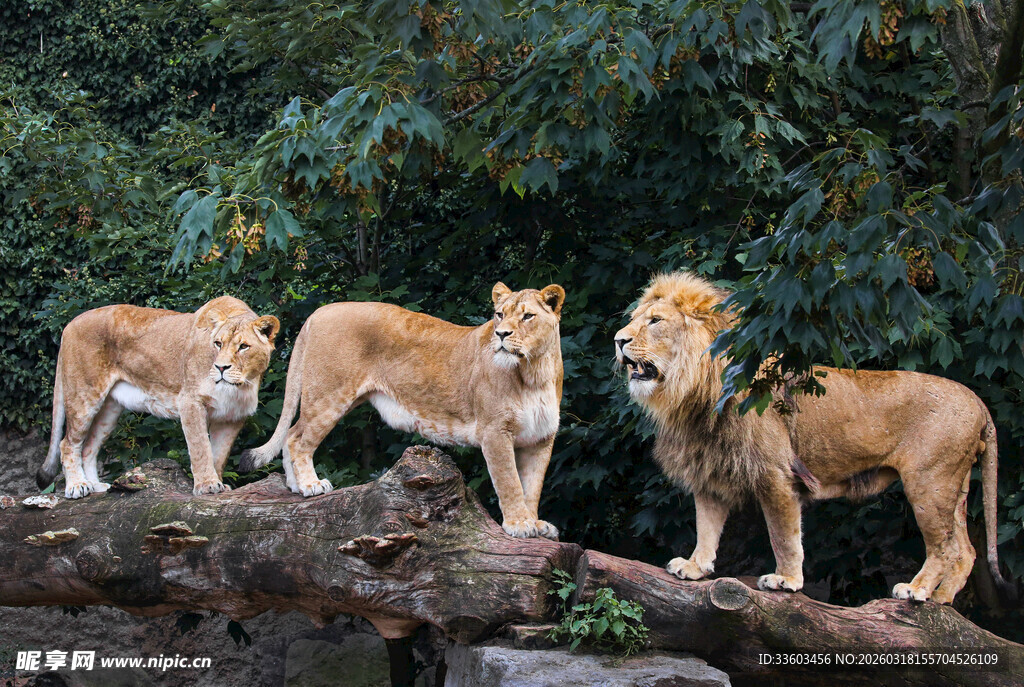 岩石上的三只威风狮子
