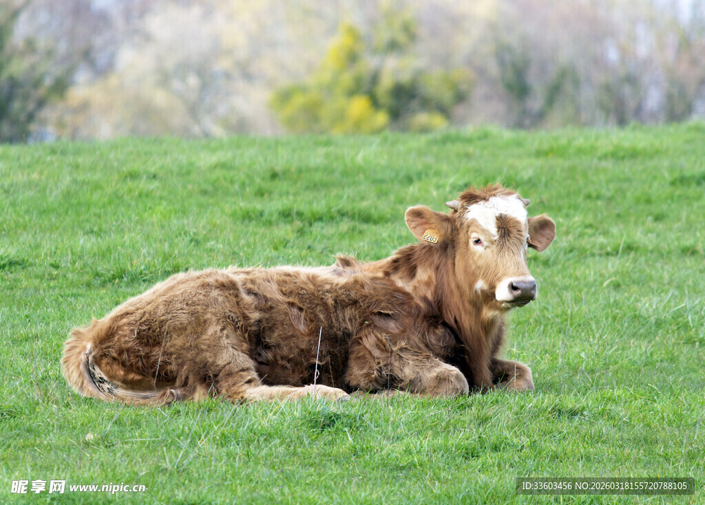 草地上休憩的棕色小牛