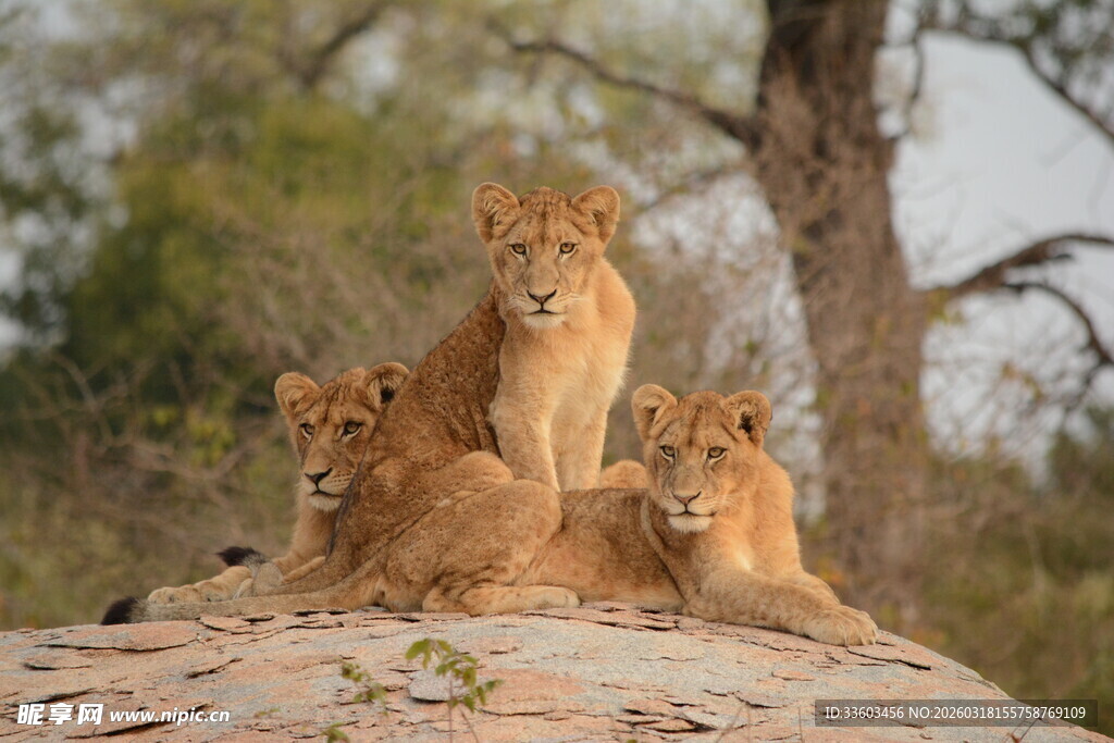 岩石上休憩的几只小狮子